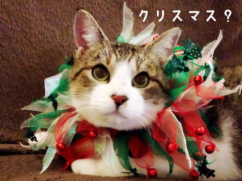 12.25.14_3.jpg