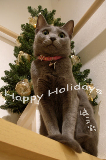 Christmas_Decoration_2008_3.jpg