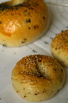 bagle_doggie_1.jpg