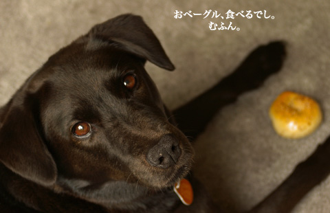 bagle_doggie_2.jpg