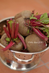 beet_1.jpg