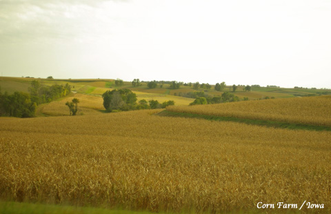 cornfarm_1.jpg
