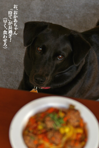 dog_meatballpasta_6.jpg