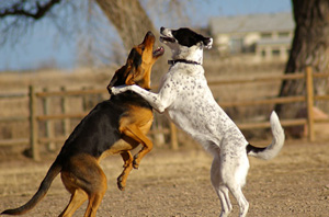 dogpark03.07.06_1.jpg