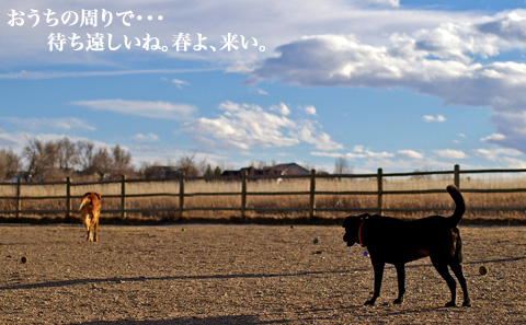 dogpark03.07.06_3.jpg