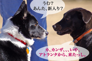 dogpark03.07.06_8.jpg