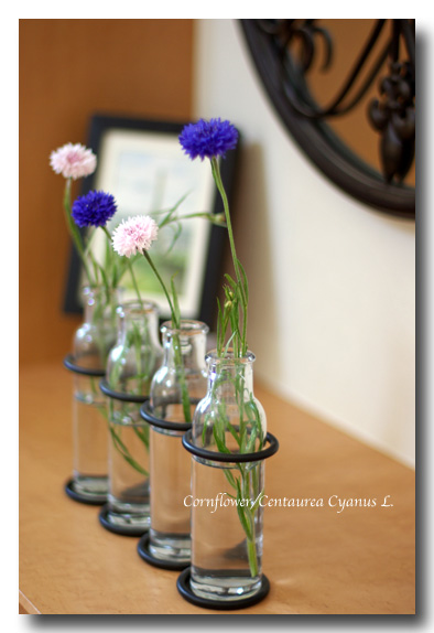 spring_creanup_1.jpg